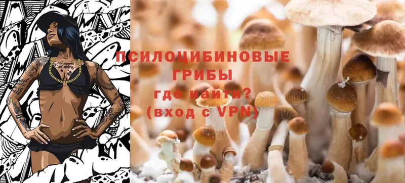 дарнет шоп  Мариинск  Псилоцибиновые грибы MAGIC MUSHROOMS 